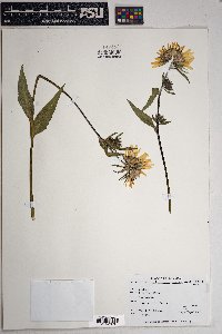 Helianthella quinquenervis image