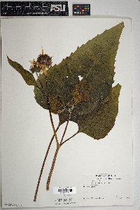 Image Associated With the Occurence