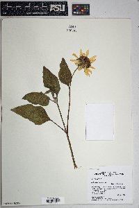 Image Associated With the Occurence