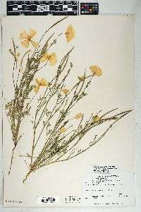 Eschscholzia californica image