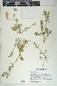 Corydalis aurea image