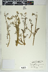 Corydalis aurea image