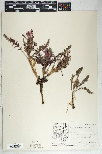 Pedicularis centranthera image