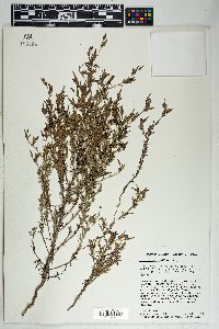 Cordylanthus laxiflorus image