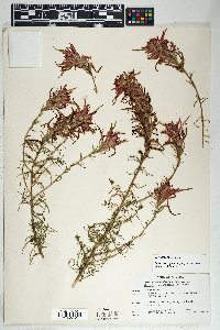 Castilleja linariifolia image