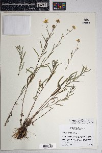 Heliomeris multiflora var. nevadensis image