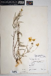 Heliomeris multiflora var. nevadensis image