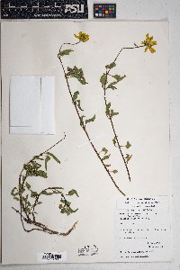 Heliopsis parvifolia image