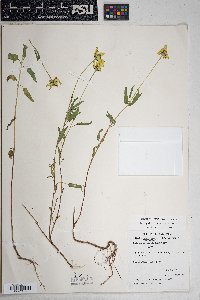 Heliopsis parvifolia image