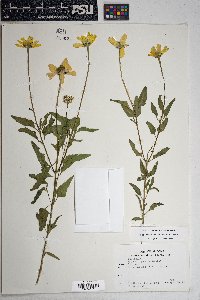 Heliopsis parvifolia image