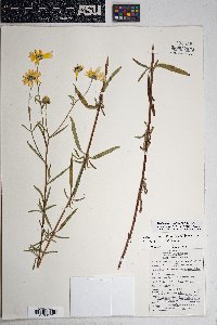 Heliomeris multiflora var. nevadensis image