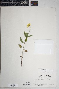 Heliopsis parvifolia image