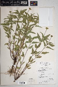 Heliopsis parvifolia image