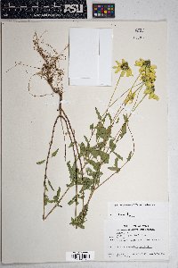 Heliopsis parvifolia image