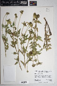 Heliopsis parvifolia image