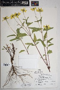 Heliopsis parvifolia image