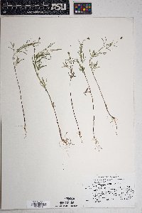 Heterosperma pinnatum image