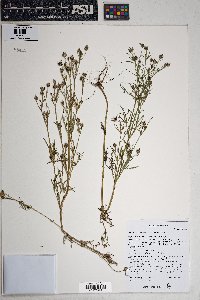 Heterosperma pinnatum image