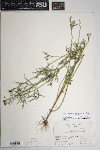 Heterosperma pinnatum image