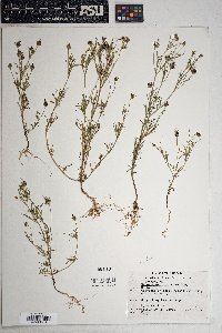 Heterosperma pinnatum image