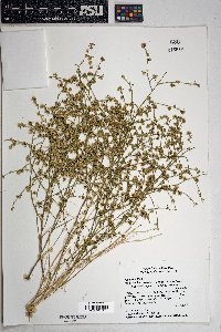 Ambrosia salsola image