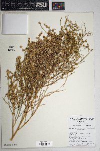 Ambrosia salsola image