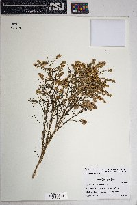 Ambrosia salsola image