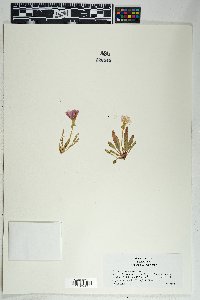 Oenothera primiveris image