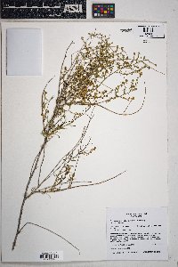 Ambrosia salsola image