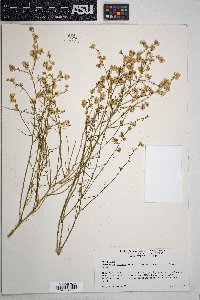 Ambrosia salsola image