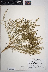 Ambrosia salsola image