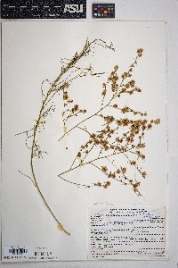 Ambrosia salsola image