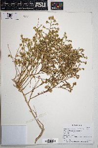 Ambrosia salsola image