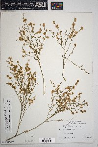 Ambrosia salsola image