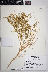 Ambrosia salsola image