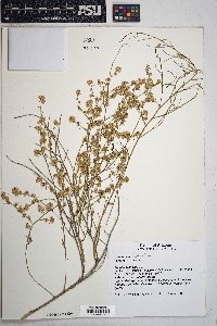 Ambrosia salsola image