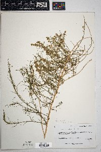 Ambrosia salsola image