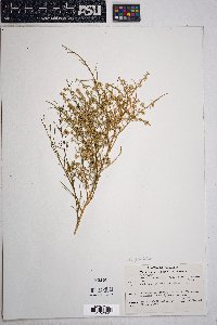 Ambrosia salsola image