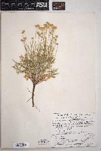 Hymenopappus filifolius var. pauciflorus image