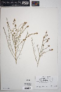 Ambrosia salsola image