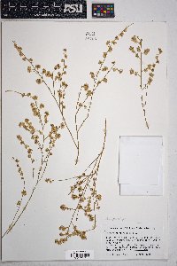 Ambrosia salsola image