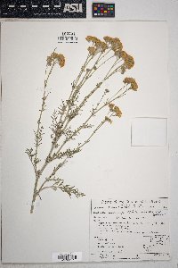 Hymenopappus filifolius image