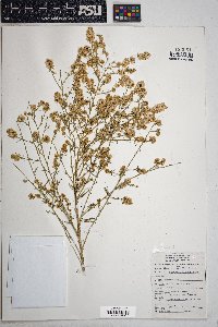 Ambrosia salsola image