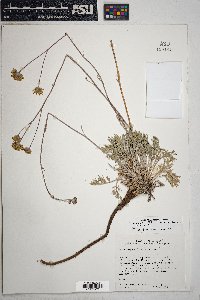 Hymenopappus filifolius var. lugens image