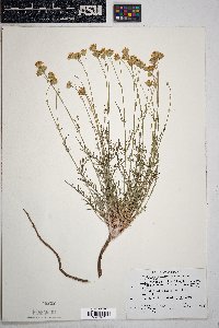 Hymenopappus filifolius var. pauciflorus image