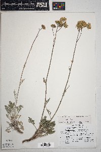 Hymenopappus filifolius var. lugens image