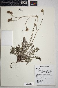 Hymenopappus filifolius var. lugens image