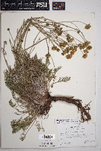 Hymenopappus filifolius var. lugens image