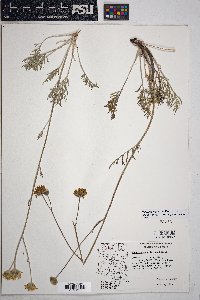 Hymenopappus filifolius var. lugens image