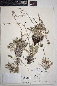 Hymenopappus filifolius var. lugens image